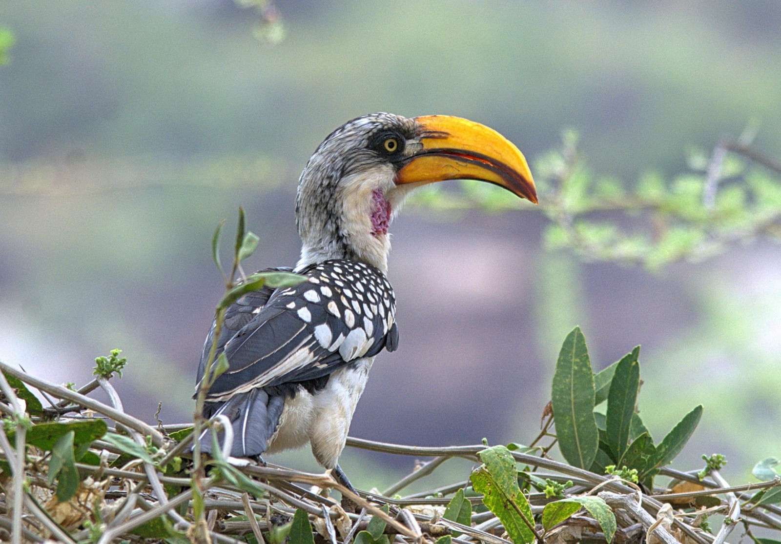 image Eastern Yellow-billed Hornbill
